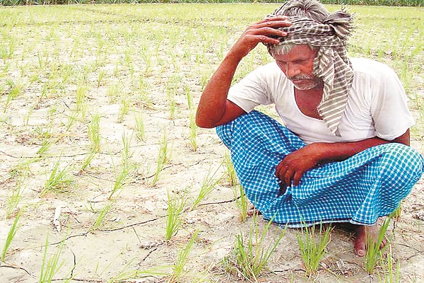 ନିଅଣ୍ଟିଆ ବର୍ଷା, ଚାଷୀକୂଳ ହତାଶ 